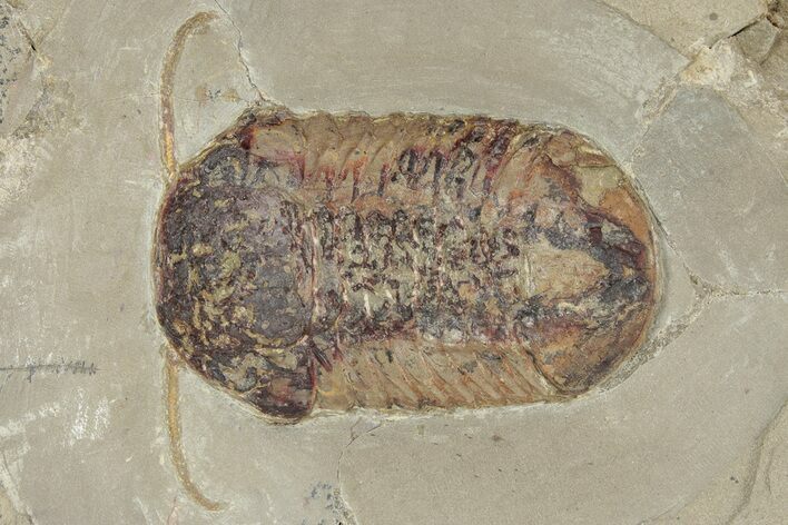 Symphysurus Trilobites With Preserved Antennae & Gut Trace #213186
